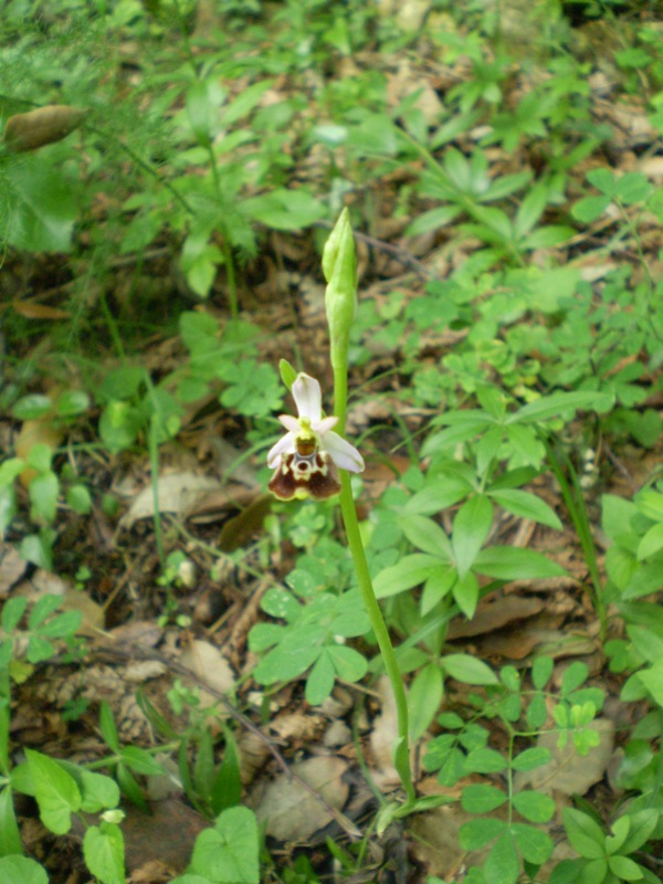 O.holosericea da confermare